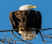 2020 11 04 RedWingEagles 006